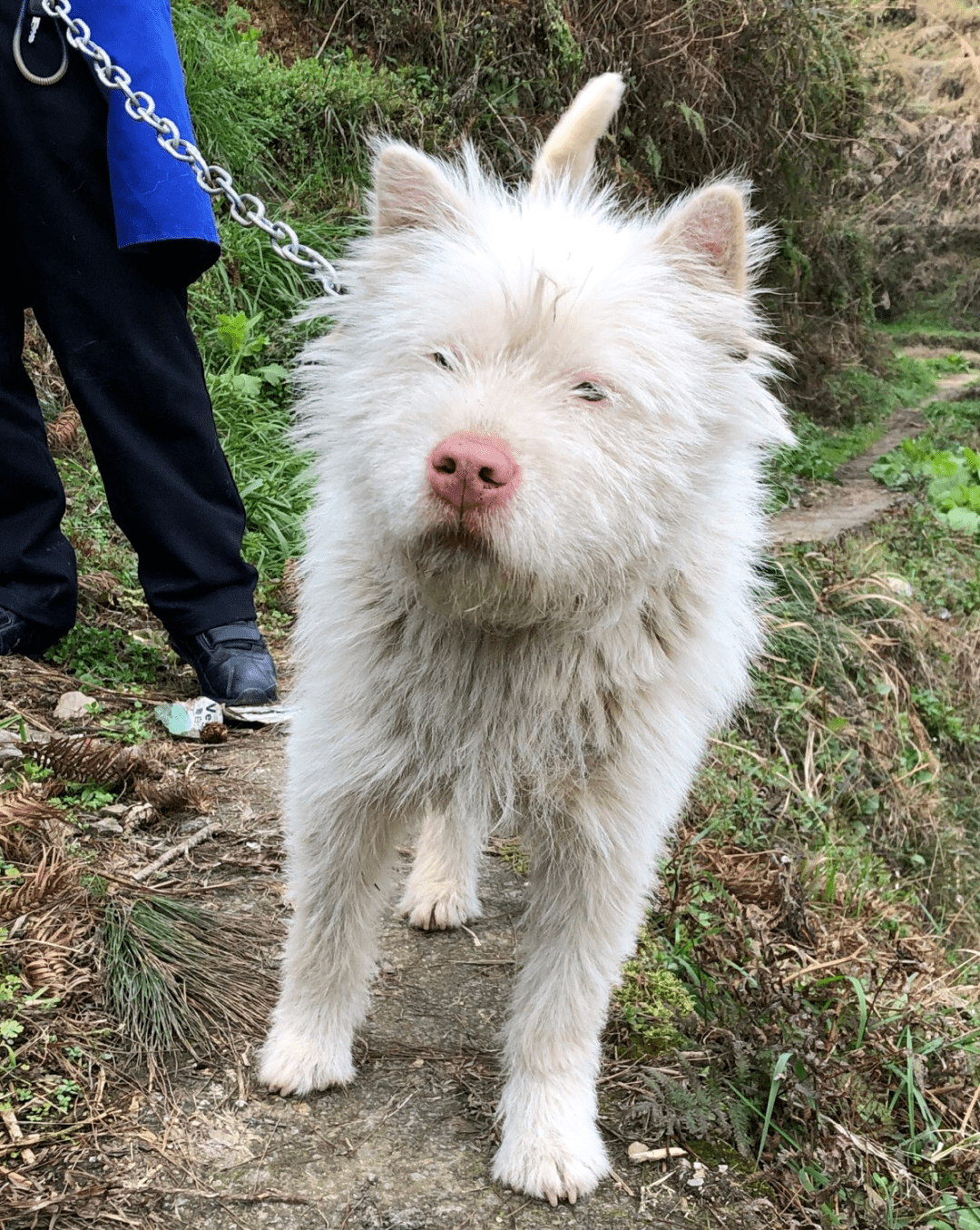 中国最猛的猎犬竟然是一只贵州的土狗