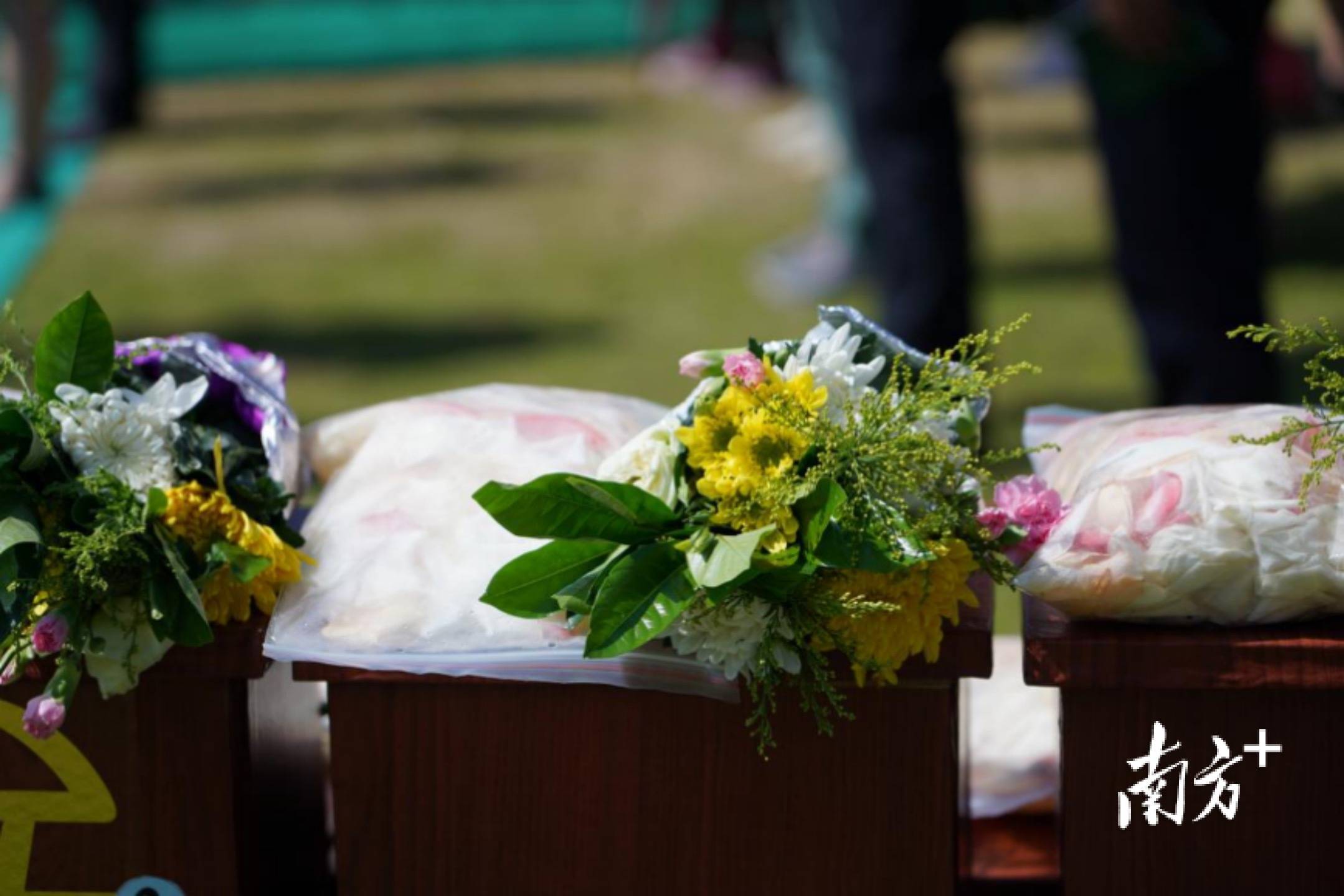 东莞举办骨灰树葬386位逝者骨灰深埋莞香树下