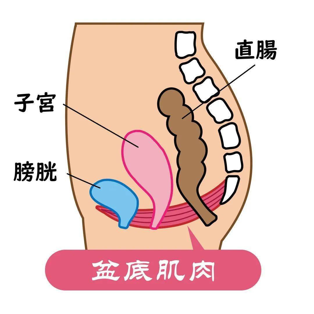 關注女性盆底健康