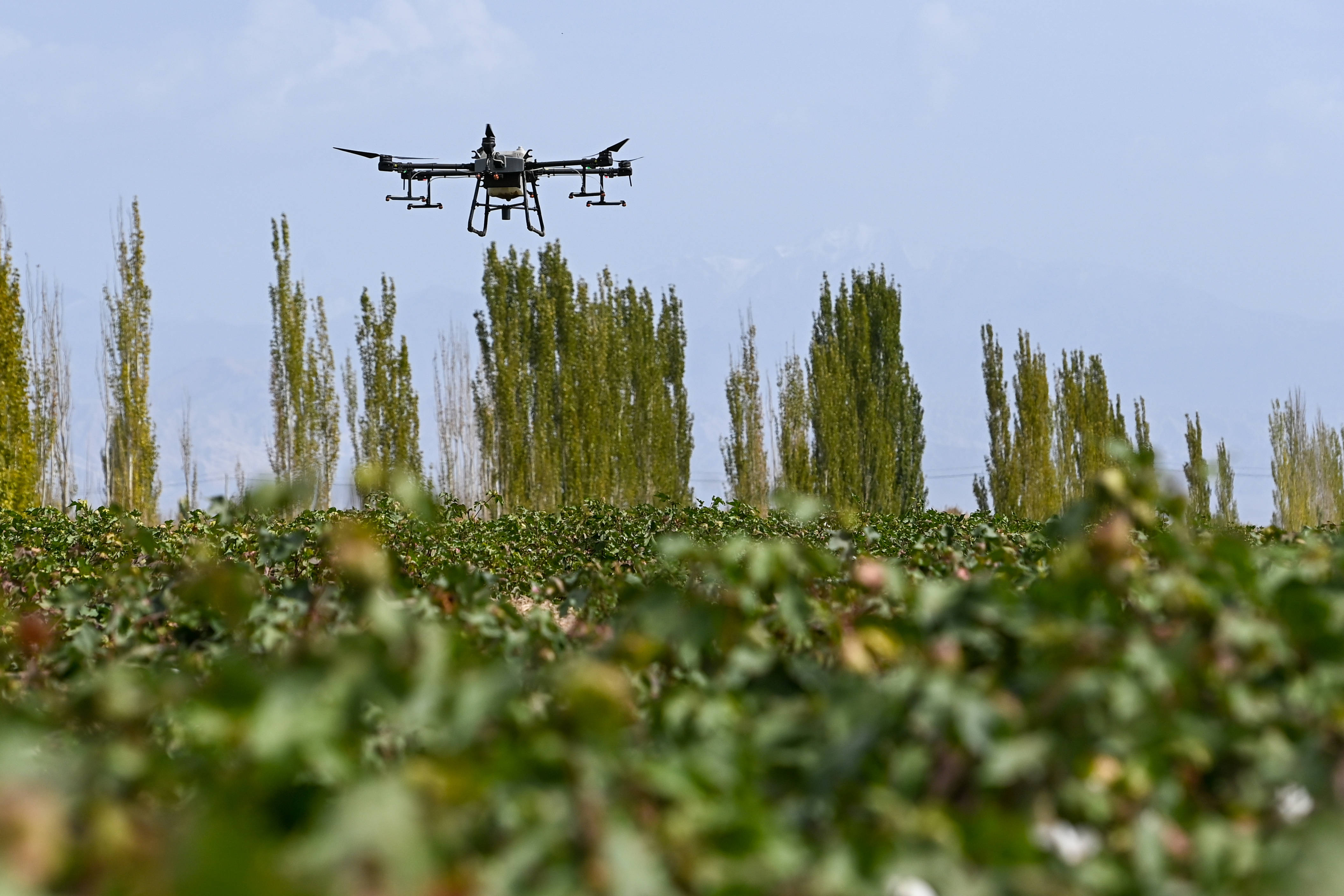 超8000架植保無人機翱翔新疆田野 助力棉糧生產_農機_機械化_農業