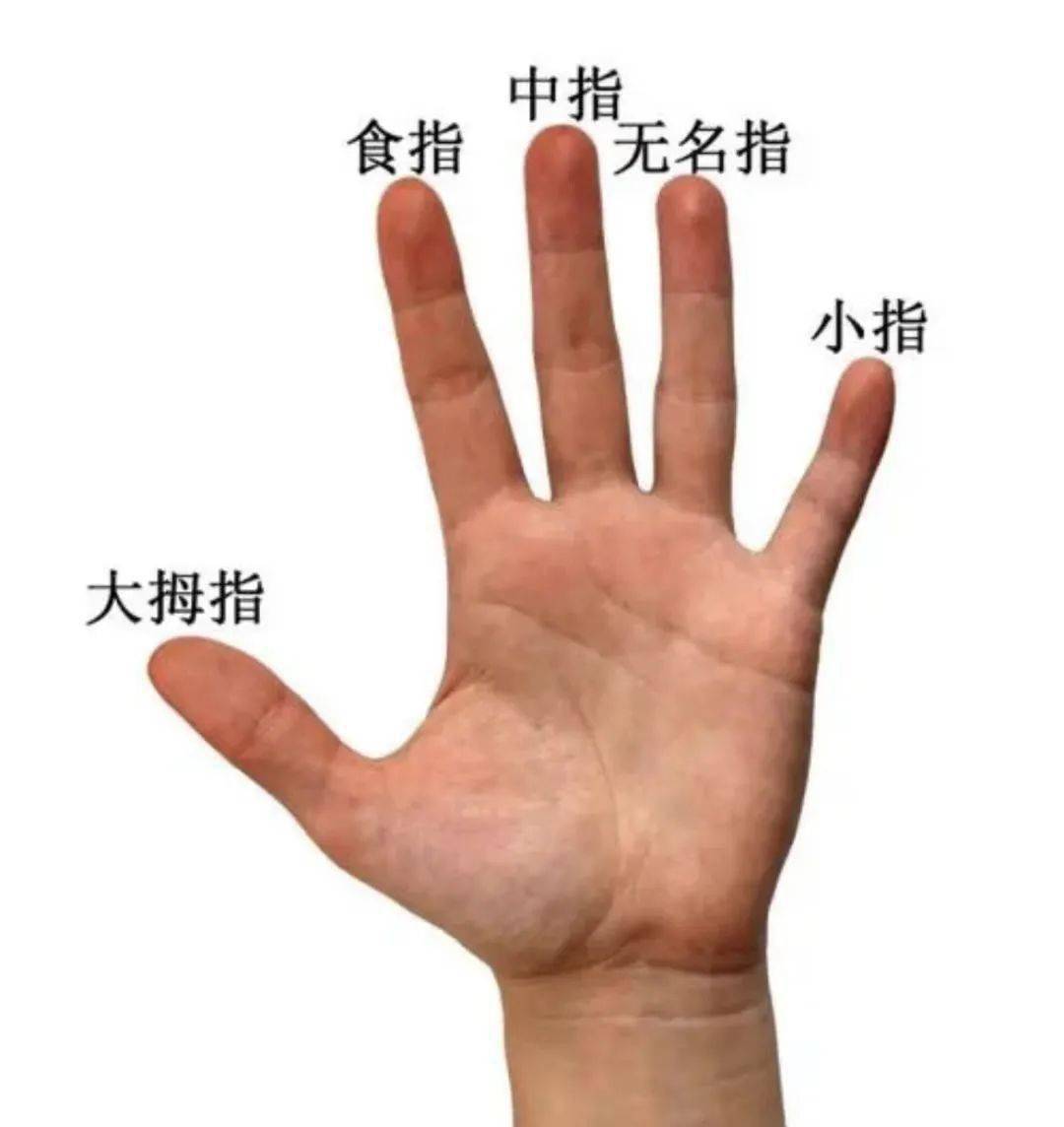 我的每个手指头还有名字啦！小手可以做什么我们认识了自己的小手，那我