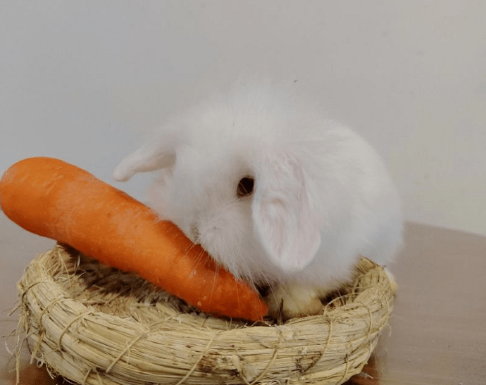 兔子也有情绪,我们该如何读懂它的喜怒哀乐呢?