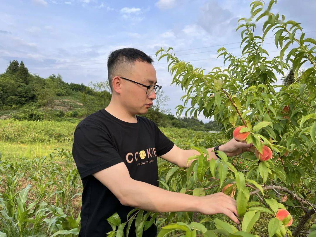 桃子熟了，周末相约去采摘！