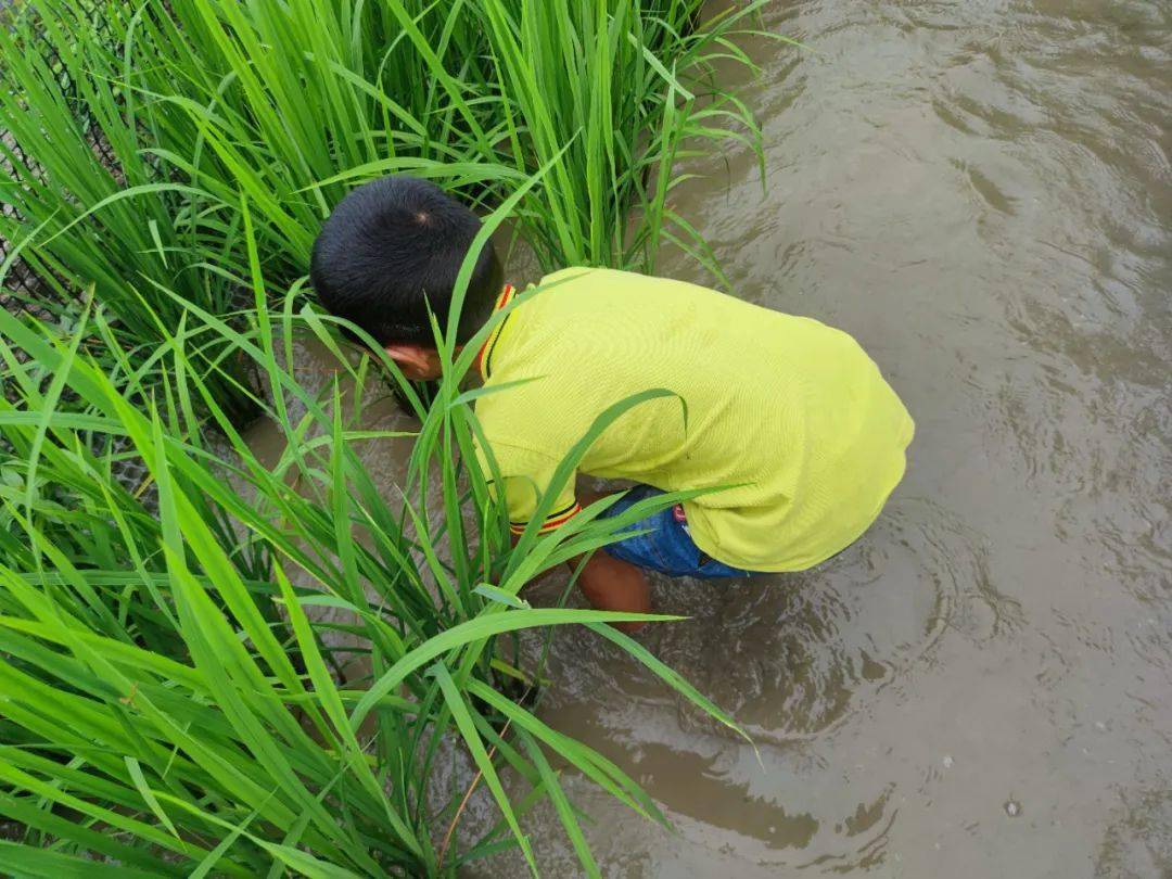 芒里"偷闲",稻花鱼提前上市,周末可以"下田摸鱼"啦!_芒市_遮放_稻田