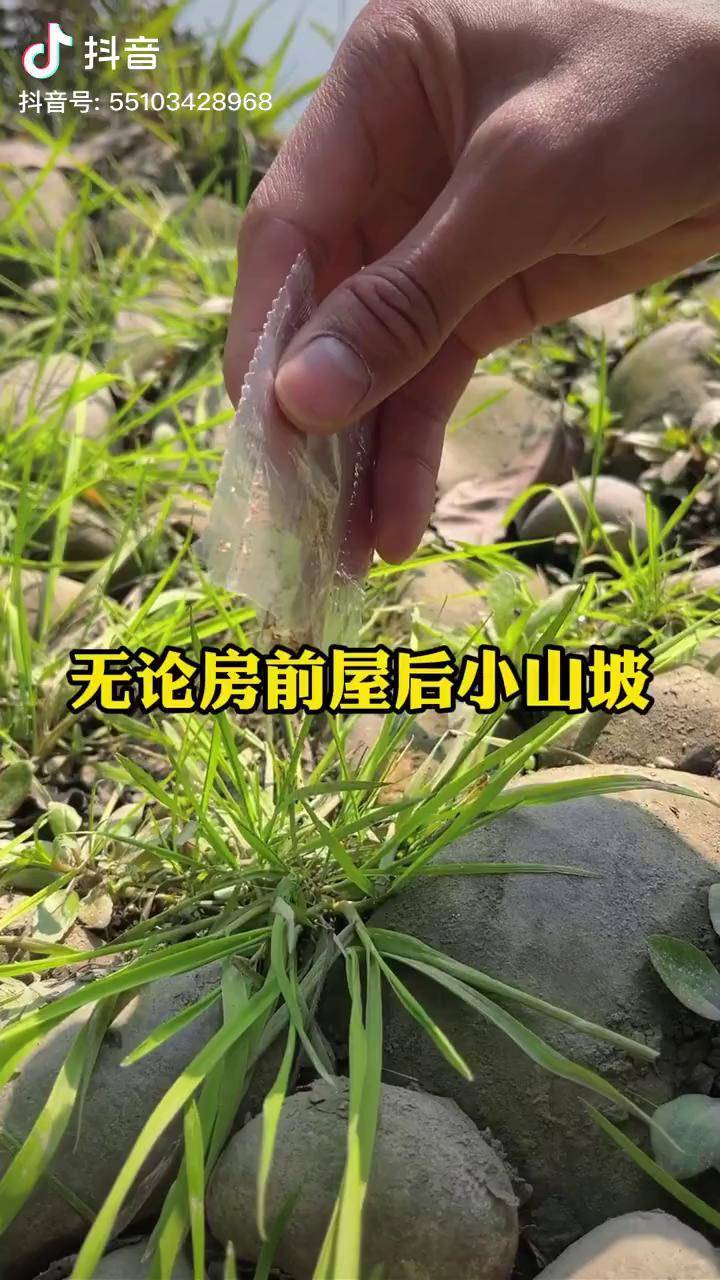 矢车菊种子好物分享商品橱窗下单购买