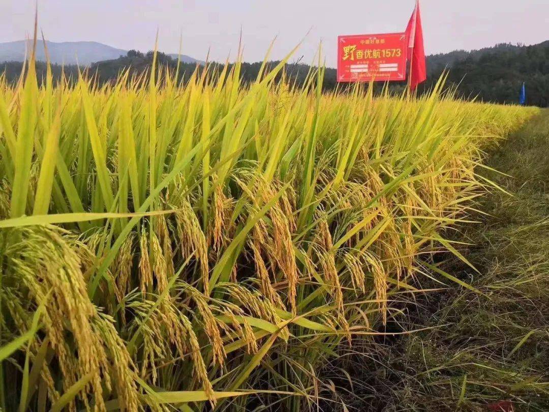 从吃饱到吃好 一碗好饭背后的科技力量是什么_江西省_品种_杂交稻