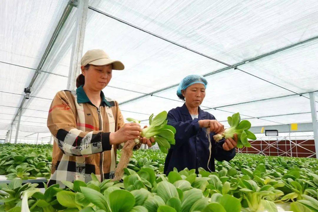 在希望的田野上系列报道278洽洽老乡鸡卡旺卡合肥打造新产业地标