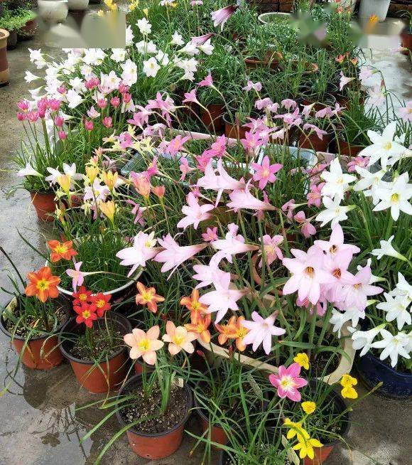 夏天養盆風雨蘭風雨後嗖嗖開花比百合花小花色豐富