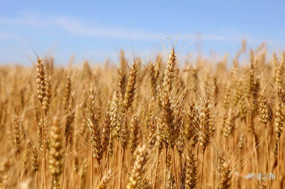 丰收的颜值太撩人~~~_麦田_甘肃_收割机