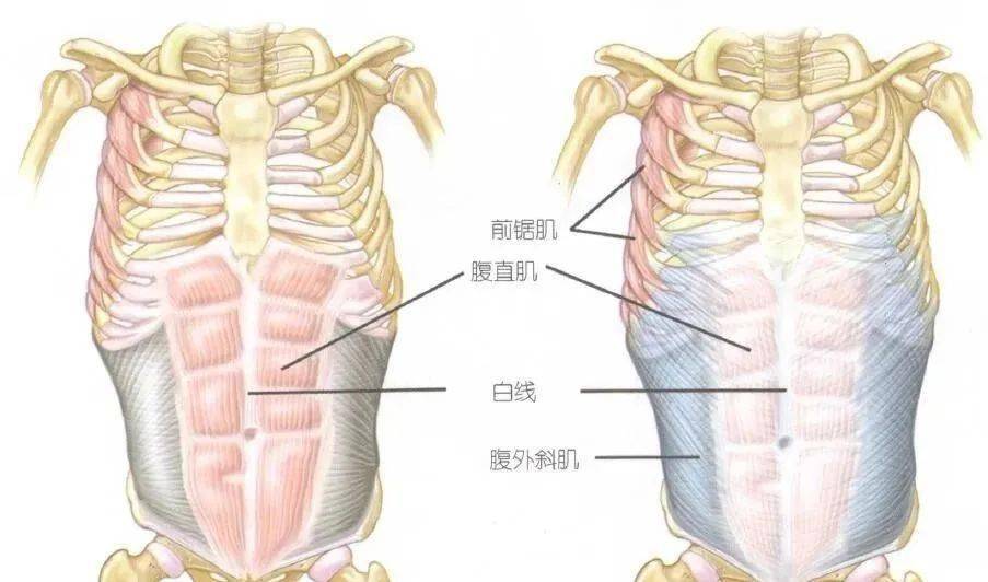 腹直肌鞘的弓状线图片