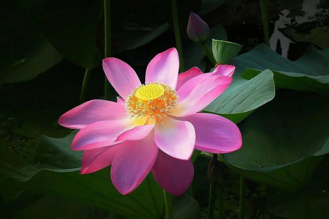 十首最美荷花诗文哪首才是你心中的第一