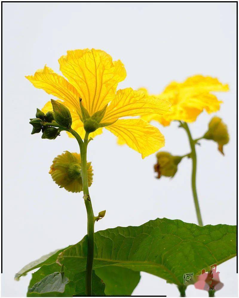 宅居拍花朴素的丝瓜花
