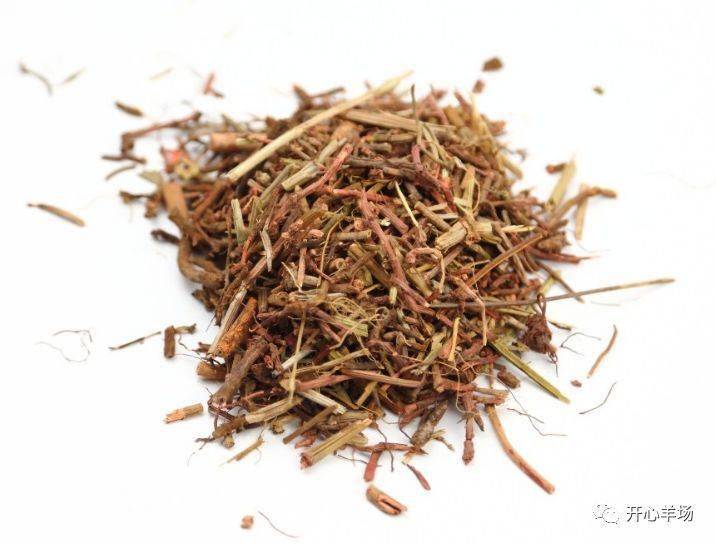 治疗羊腹泻常用的六种中草药