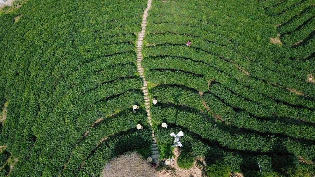 连《梦华录》都点赞的径山茶你喝过吗？