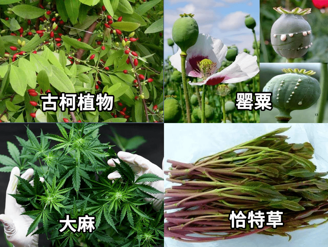 什么是毒品?