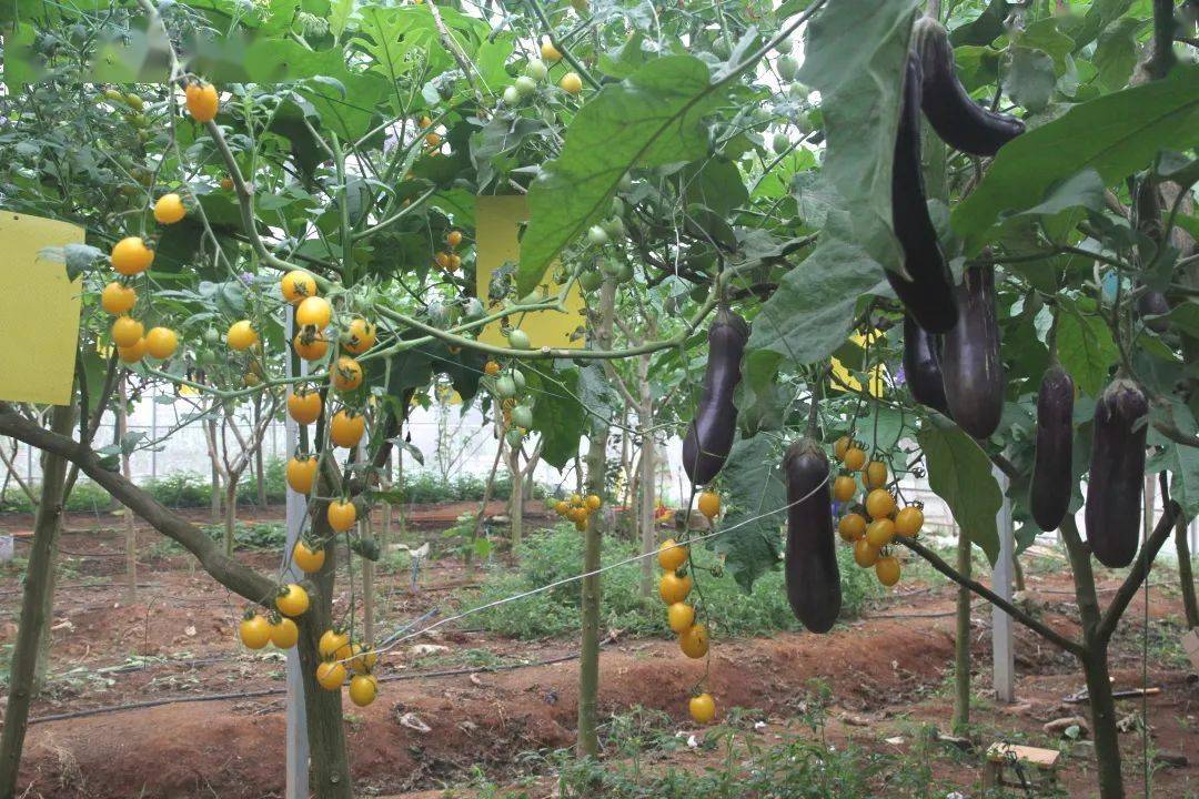 稀奇茄子竟然长在树上