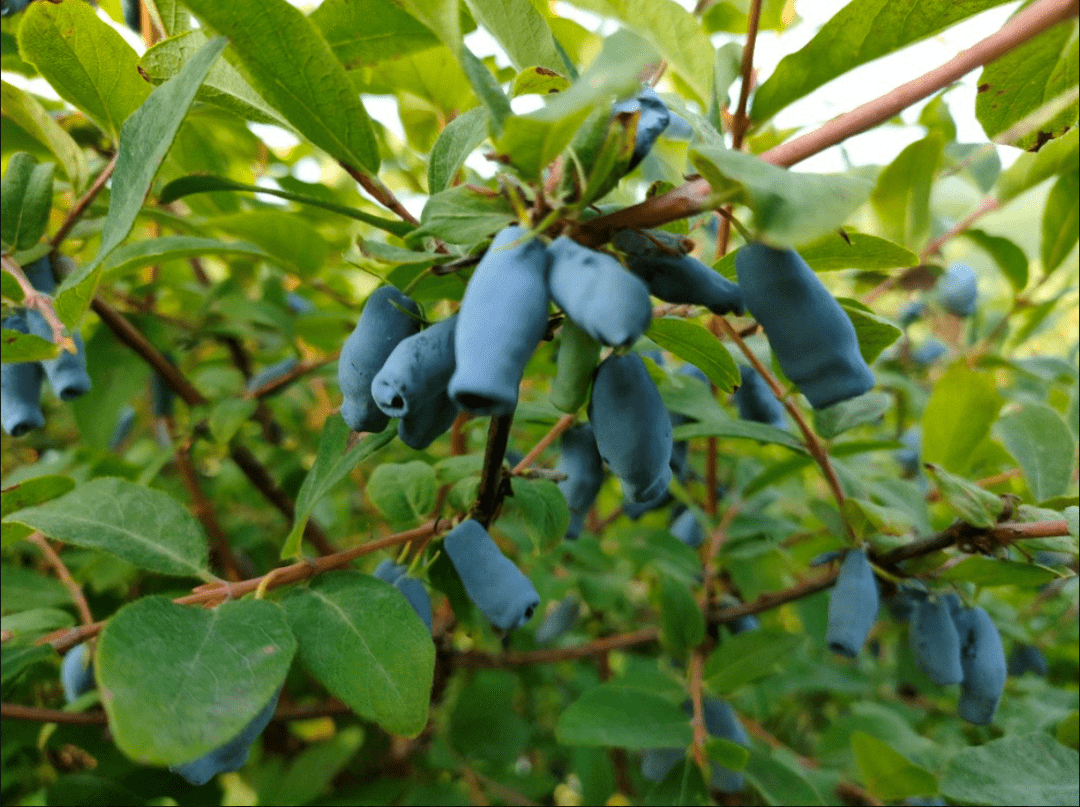 数说龙江好味道蓝靛果正走出深闺迎接春天