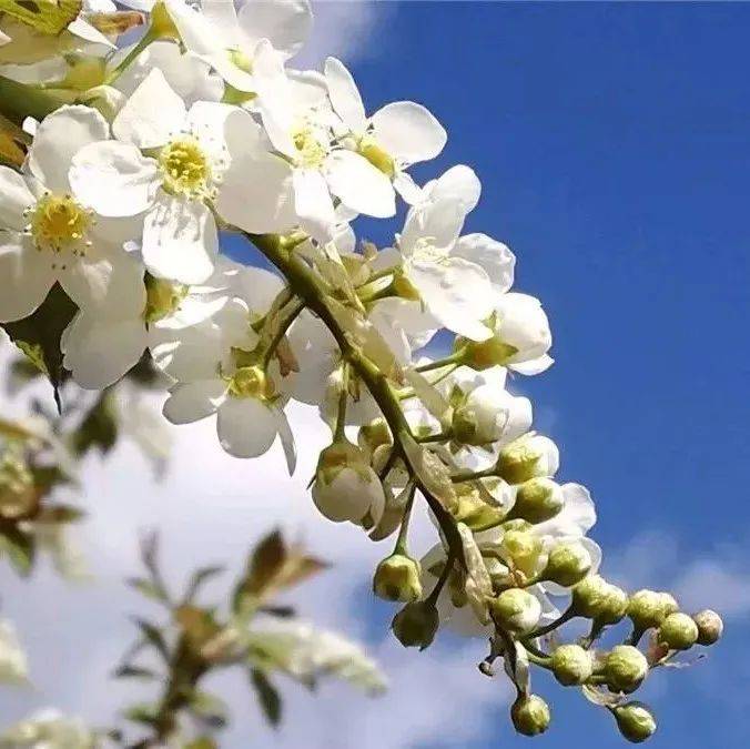 素白稠李花 浅夏缓缓开_人生_夏中_于兴安