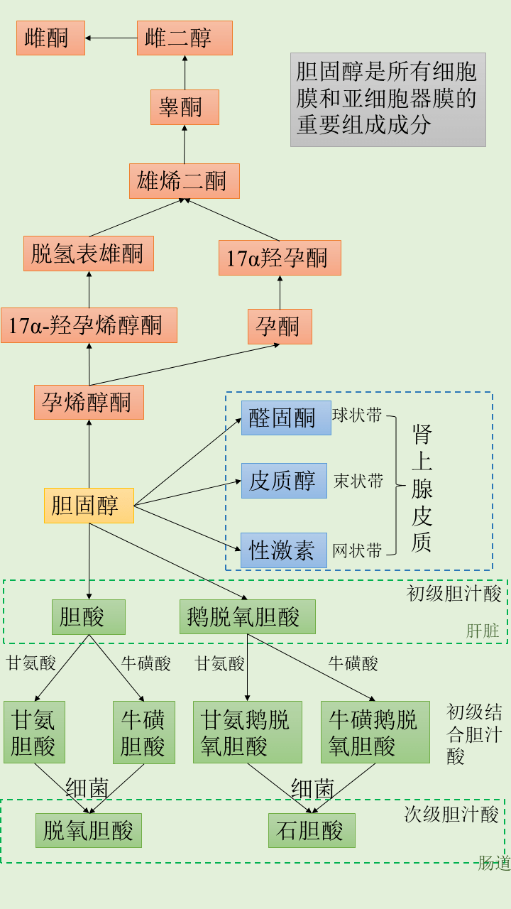 一图get胆固醇的作用