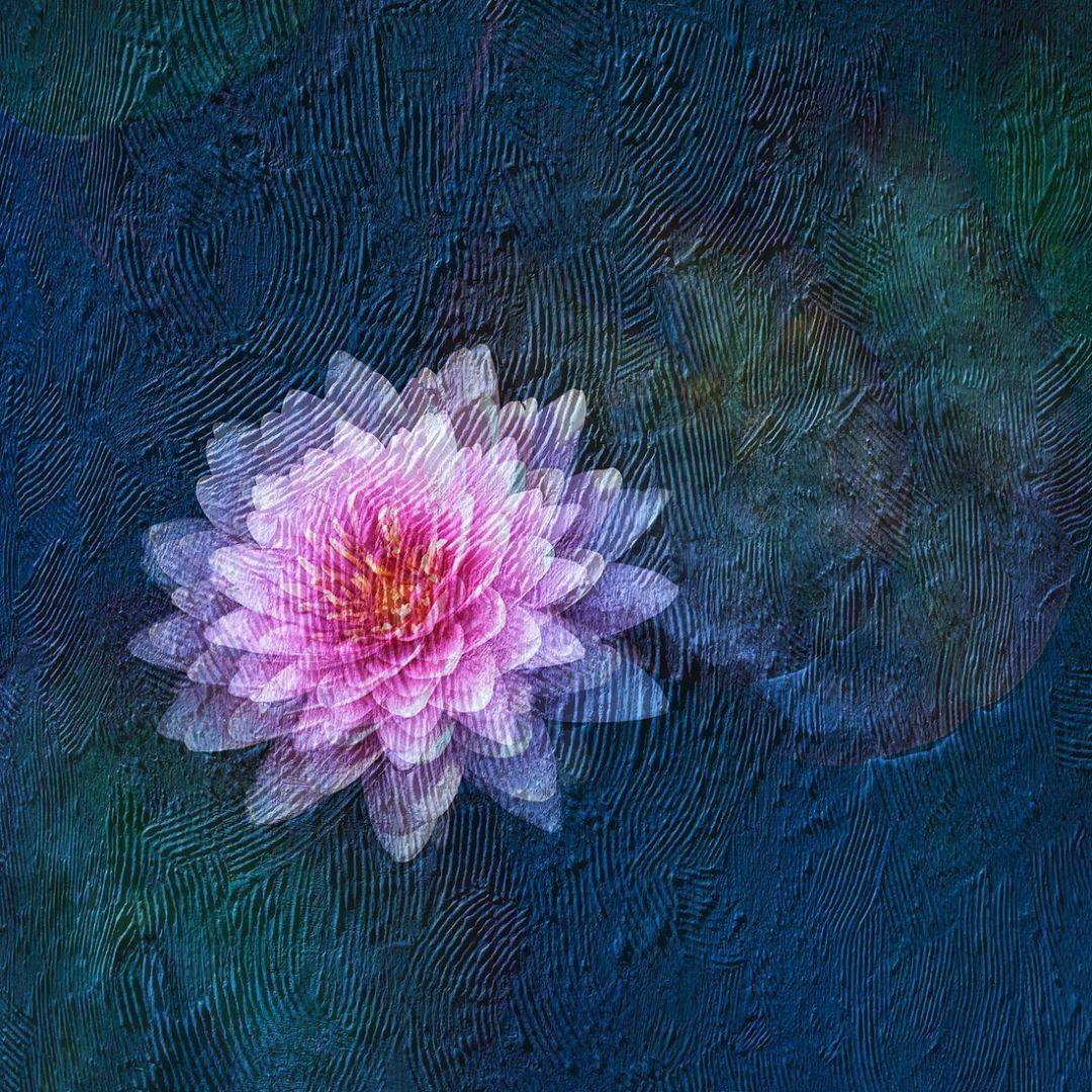 会员佳作 | 石广智:荷塘印象_摄影_作品_油画