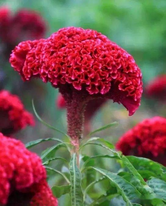 中文别名:鸡髻花,老来红,芦花鸡冠,笔鸡冠,小头鸡冠,凤尾鸡冠,大鸡