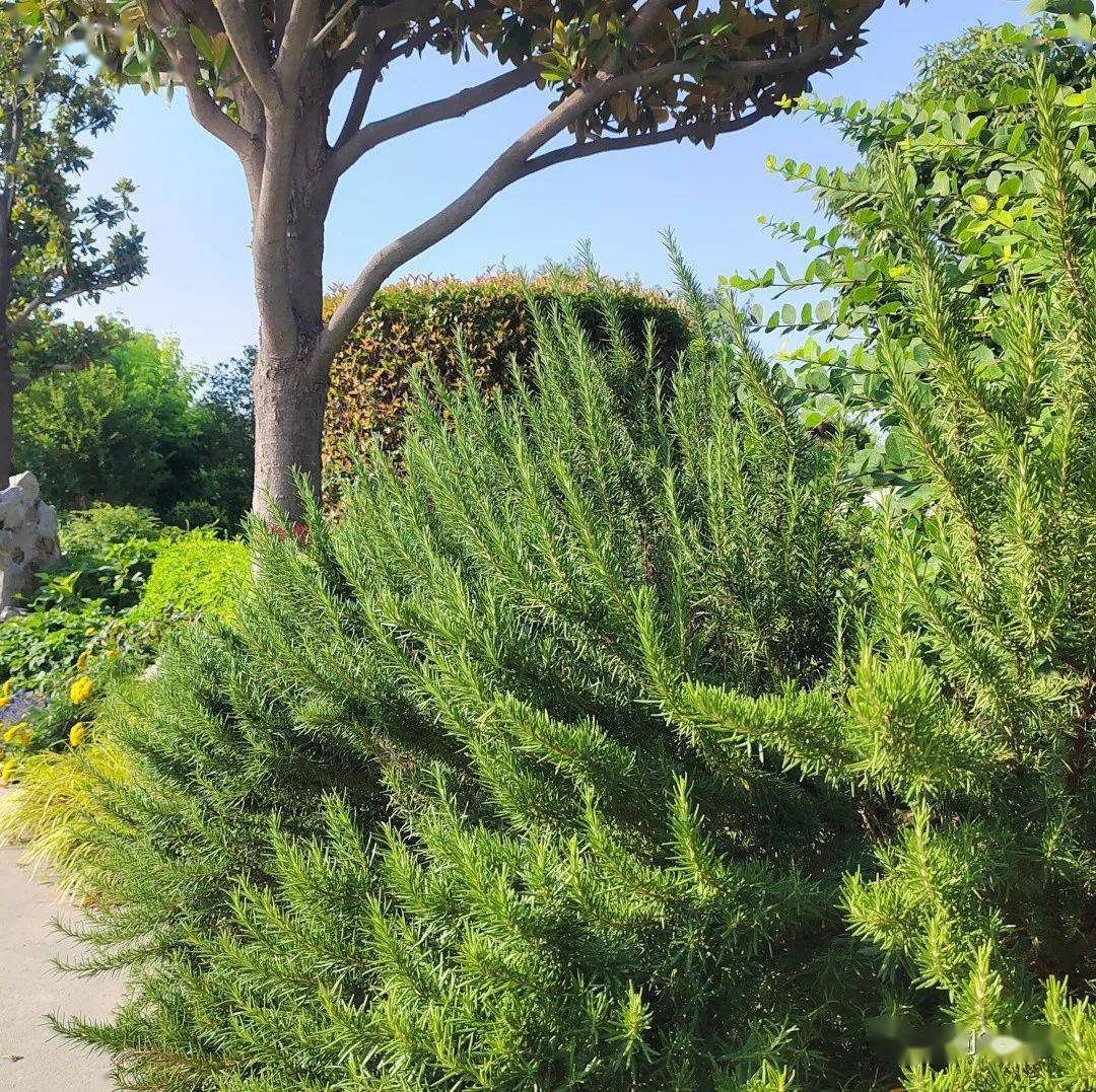 6-9月份可供宿根花境品种_植物_密度_容器