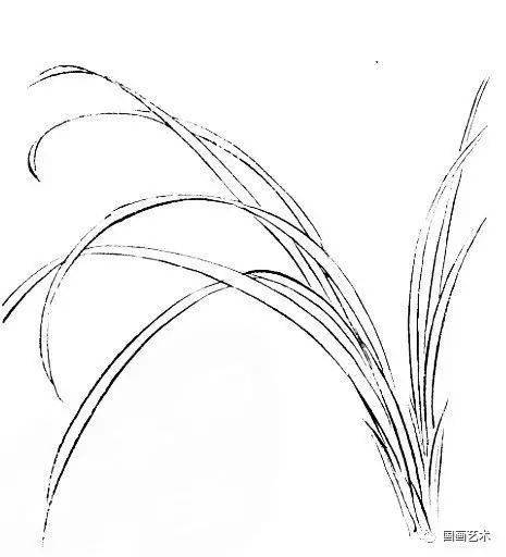 兰花叶子画法图片