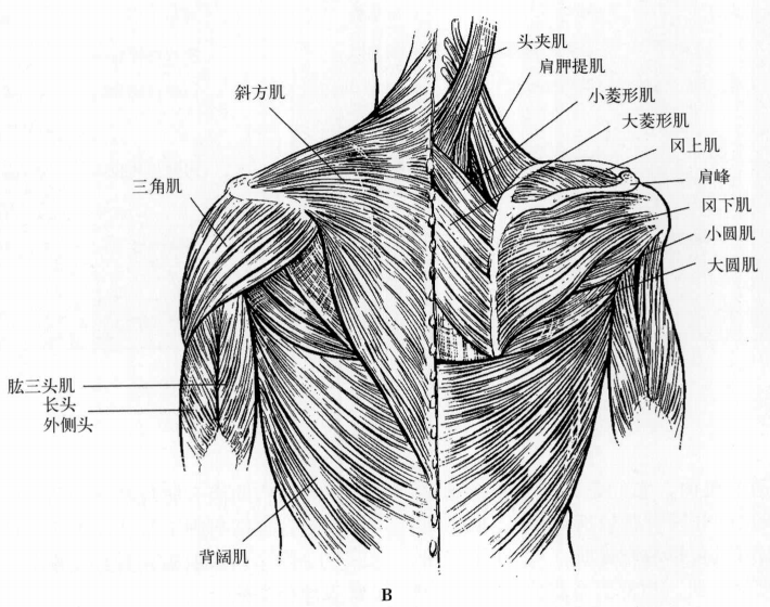 表1 肩部肌肉肩關節的固有肌包括三角肌,喙肱肌,大圓肌和肩袖,後者