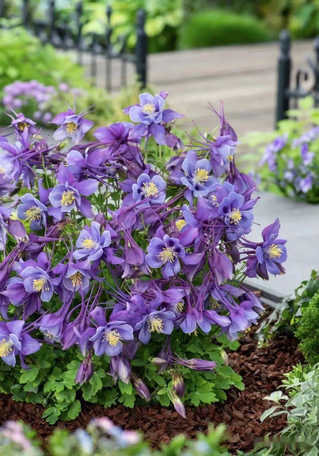 花园里的小仙女大花耧斗菜新品