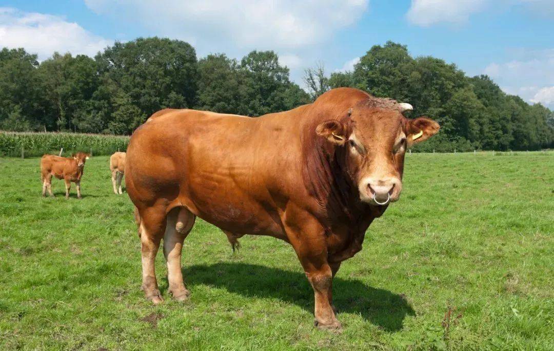 王伯花3万买的种公牛,脾气火爆难管理,主要依靠4个绝招!