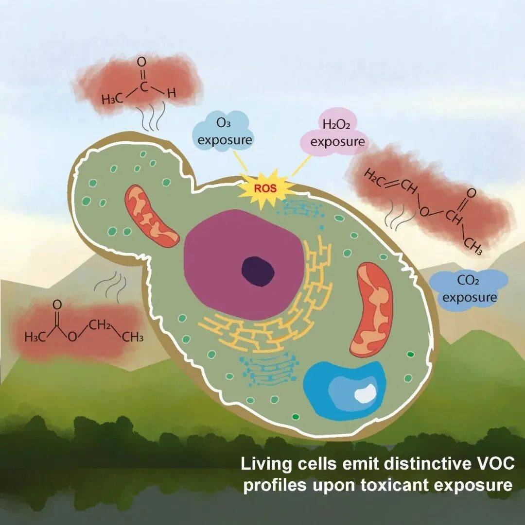 呼出气中VOCs能发现人体疾病？_微生物_细胞_监测