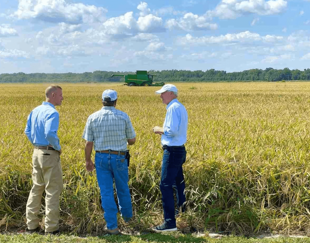 据usda统计,美国的水稻种植面积有增多态势,"水稻带"主要分布在西部和