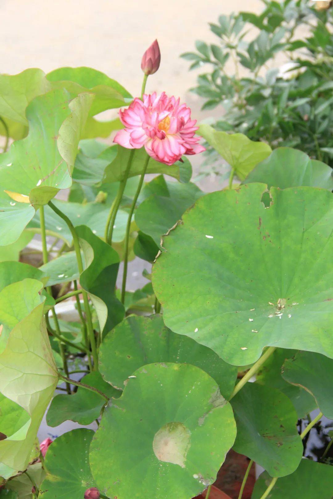 水生植物关于荷花繁殖养护的20个疑问与解答