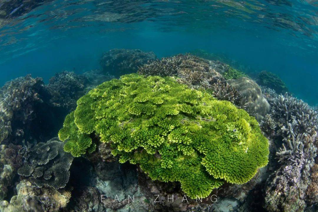 国家潜水南方训练基地石梅湾加井岛潜水摄影美图欣赏