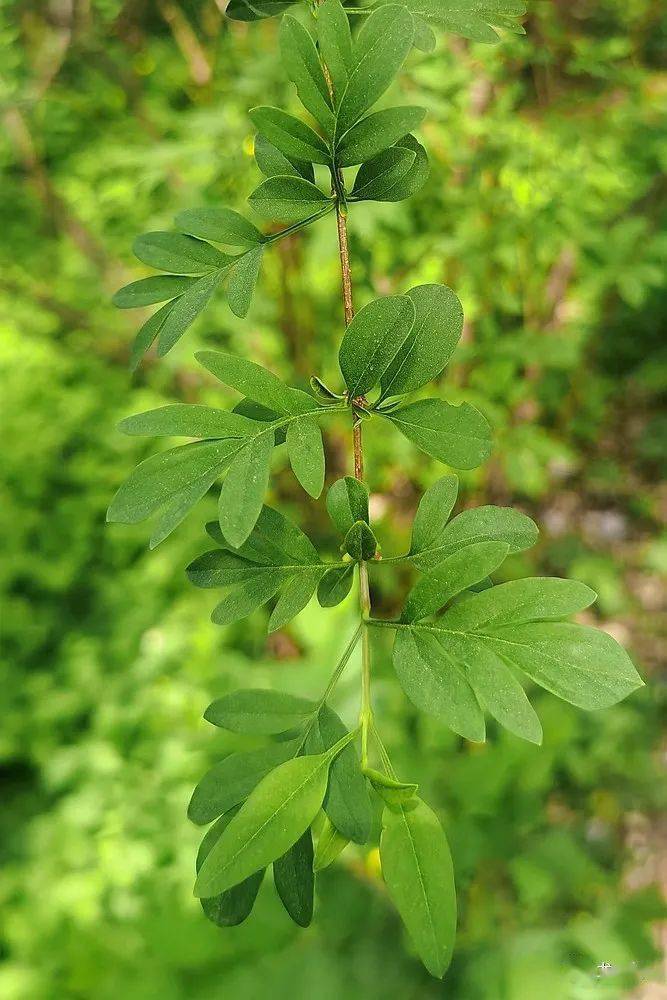 冬青衛矛是一種北京常見的綠籬植物,但經常被人稱為