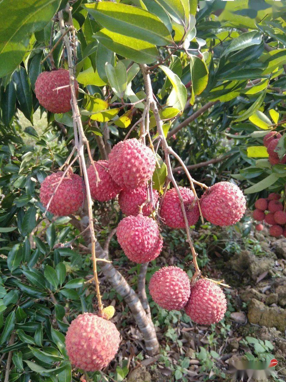 网友今年荔枝好少差点不够吃不过灵山这棵千年古荔树就厉害了