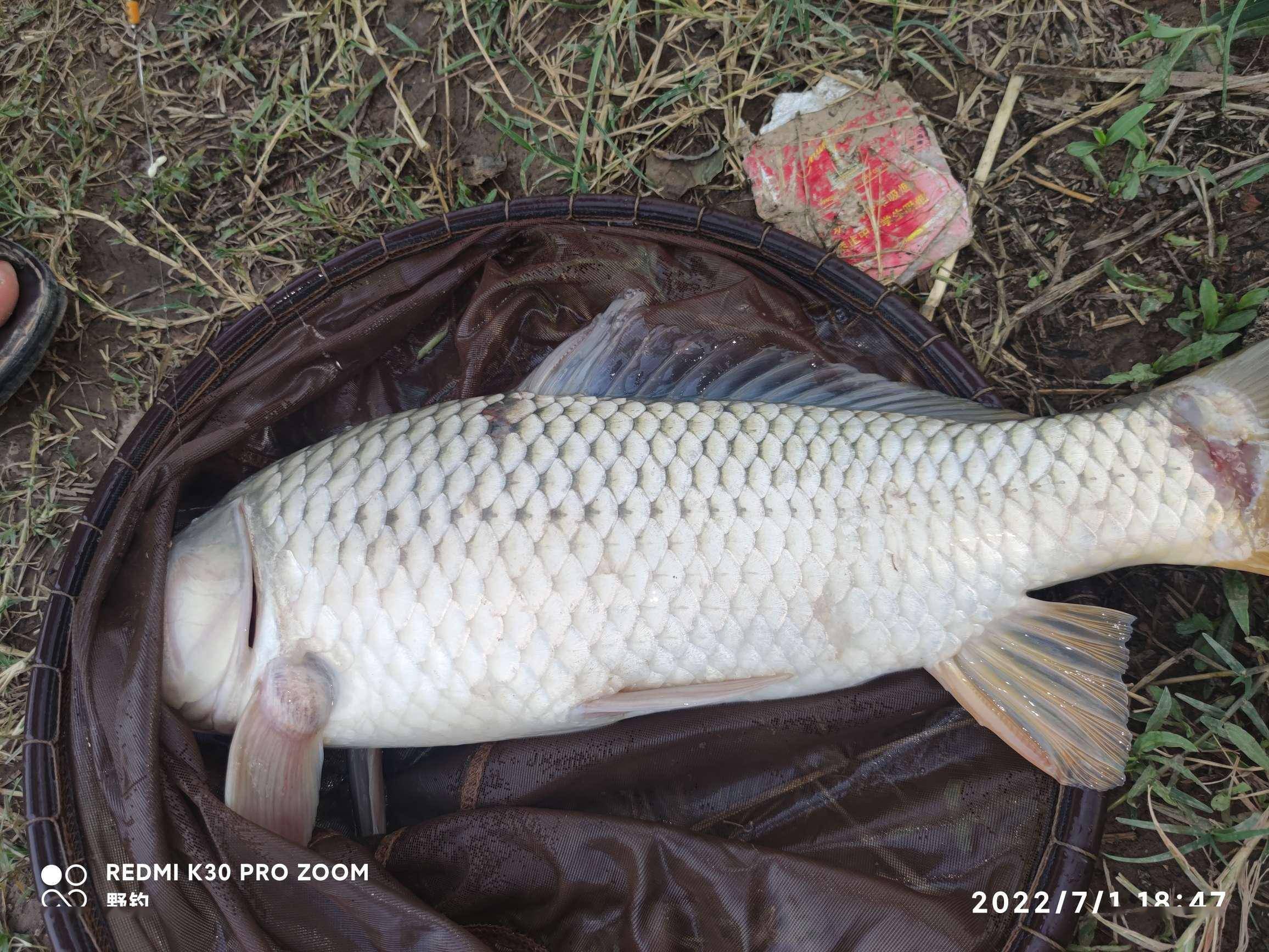 大家看看這是不是純正的黃河鯉魚?自己感覺有點不像哦.