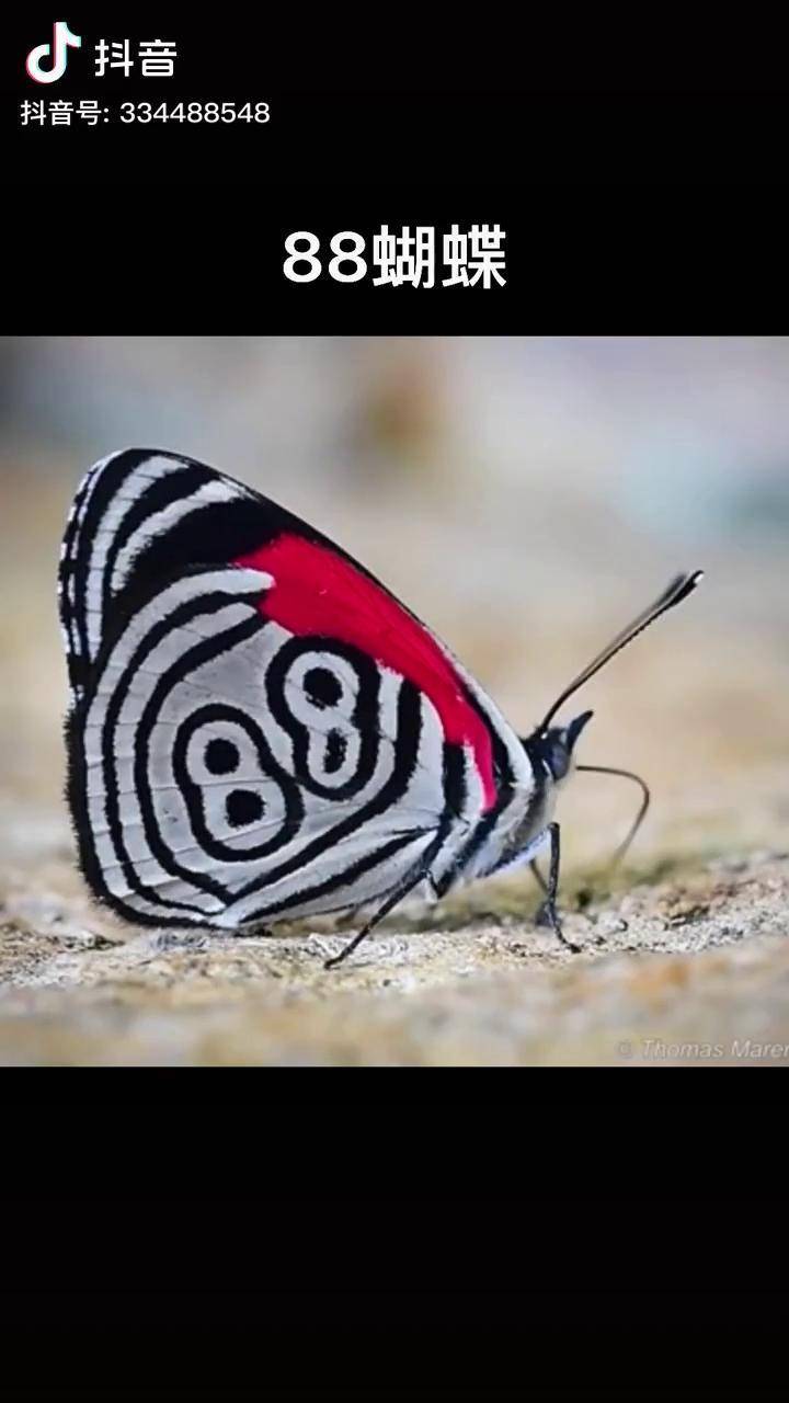 天生有数字88的蝴蝶,据说看到的人必有好财运 创作灵感 昆虫世界 蝴蝶