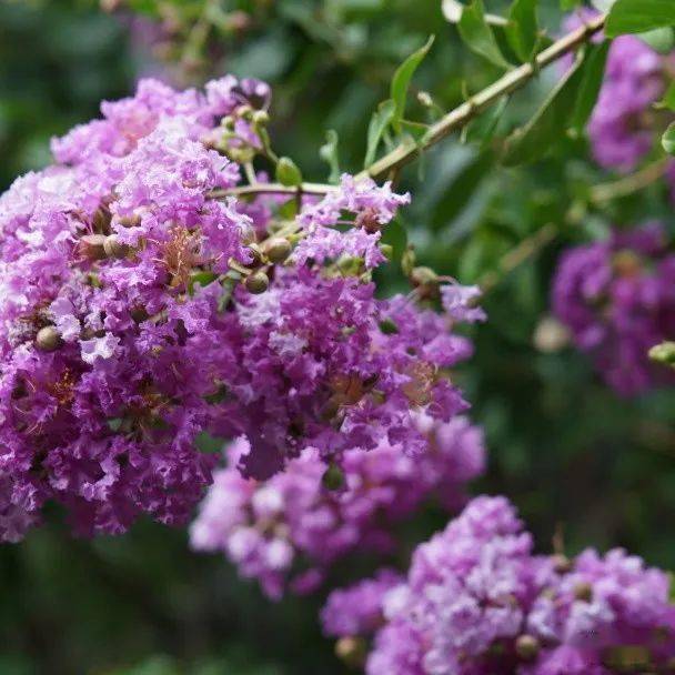 閘北公園紫薇花盛開在即紫薇在古詩中的特別含義你知道麼