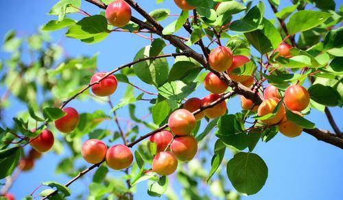 甘肃庆阳:董志塬上的"红娘子"丰收了