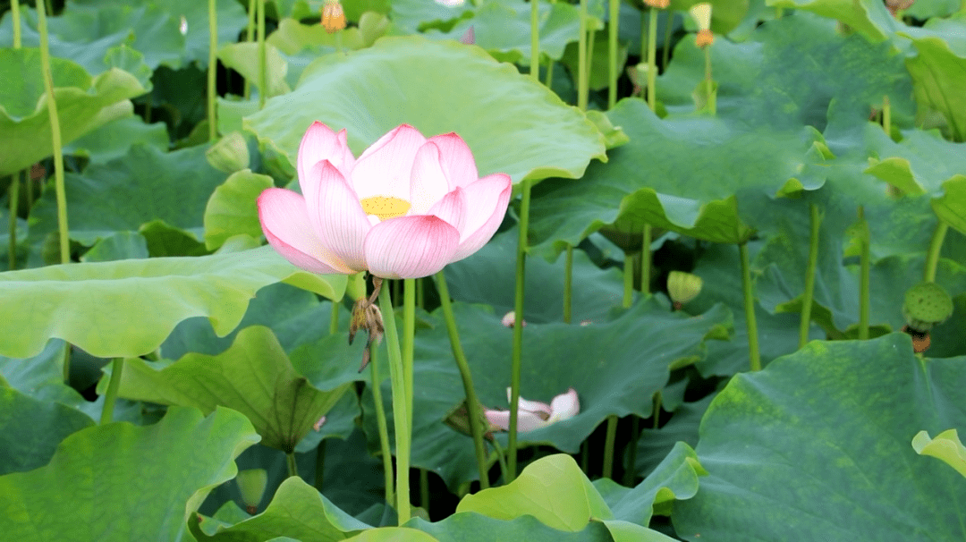 荣昌仁义花海好久开图片