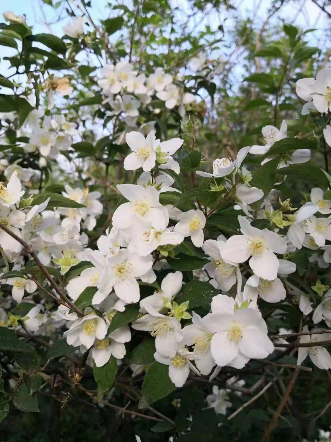 见了一面的朋友,我折一枝方城山林深处的"太平花"送你!