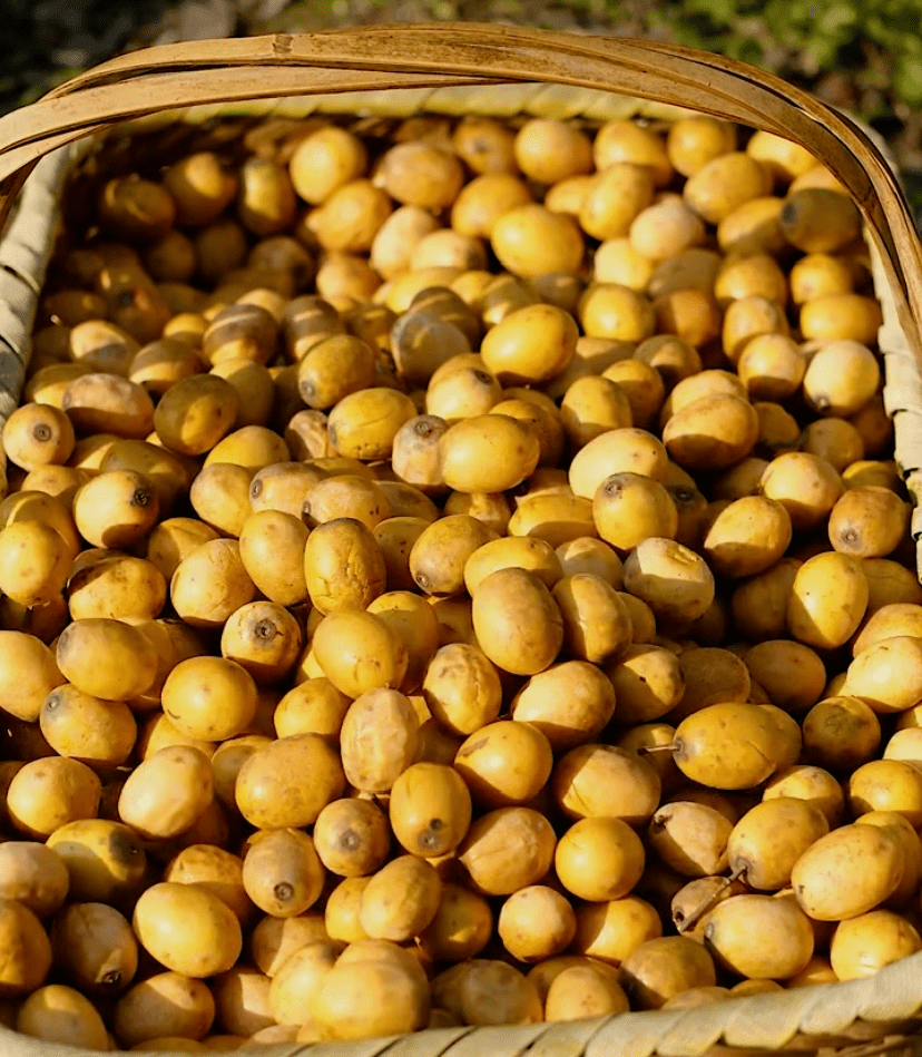 老家那棵野枣树,是我想到就会流口水的童年回忆