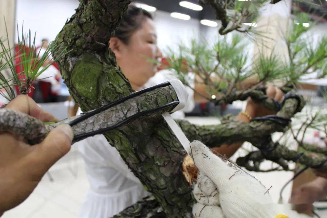 本人现场制作加解说!周士峰松树盆景制作实录