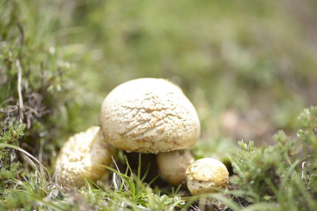 瞰石渠原来你是这样的石渠