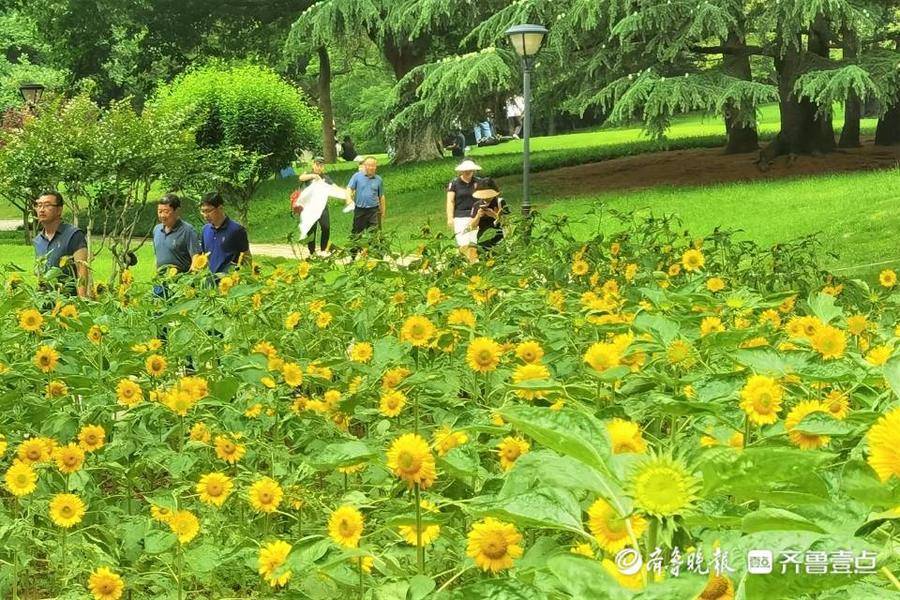 一片向日葵花海等你来！青岛百花苑内向日葵花期将持续到本月中旬