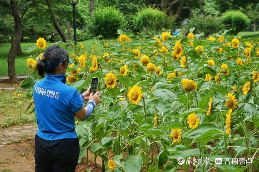 一片向日葵花海等你来！青岛百花苑内向日葵花期将持续到本月中旬