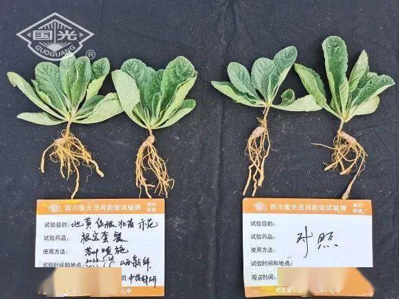 国光根宝套餐用于地黄促根壮苗试验示范