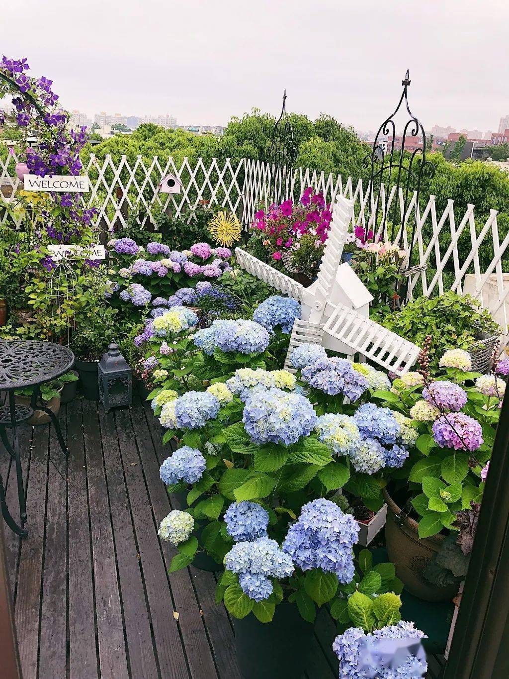 想要花园,现在就建,别等有钱!_天竺葵_月季_开花