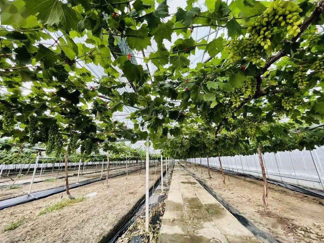 嘉田四季 八福农场——你期待的小记者采风研学活动不容错过!